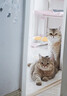 京东京造 冻干双拼全价猫粮10kg鱼肉味 全阶段成猫幼猫[新老包装随机发货] 实拍图