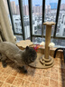 HELLOJOY猫抓板猫爬架一体耐磨不掉屑剑麻抓柱耐抓逗猫棒猫咪玩具自嗨解闷 实拍图