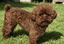 凯锐思 贵宾泰迪狗粮 小型犬粮成幼犬通用型天然奶糕宠物狗粮囤货装 【骨节有力】贵宾老年犬专用 2kg 实拍图