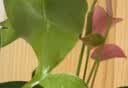 花翁红掌盆栽鸿运当头绿植室内桌面植物耐阴年宵花卉净化空气源头直发 实拍图