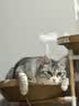 逸诺（enoug）SOS猫咪沐浴露宠物沐浴露美毛亮毛布偶缅因波斯长毛猫香波280ml 实拍图