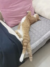 KONOKO宠物猫咪狗狗益生菌牙刷牙膏套装可食用口炎口臭牙结石口腔清洁 实拍图