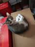 美滋元成猫猫粮 三文鱼味成猫粮全猫咪通用天然粮全价猫粮 三文鱼 成猫粮5kg 实拍图