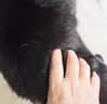 好主人猫粮 成猫猫粮 全价成猫天然粮通用鸡肉味 10kg/20斤 实拍图