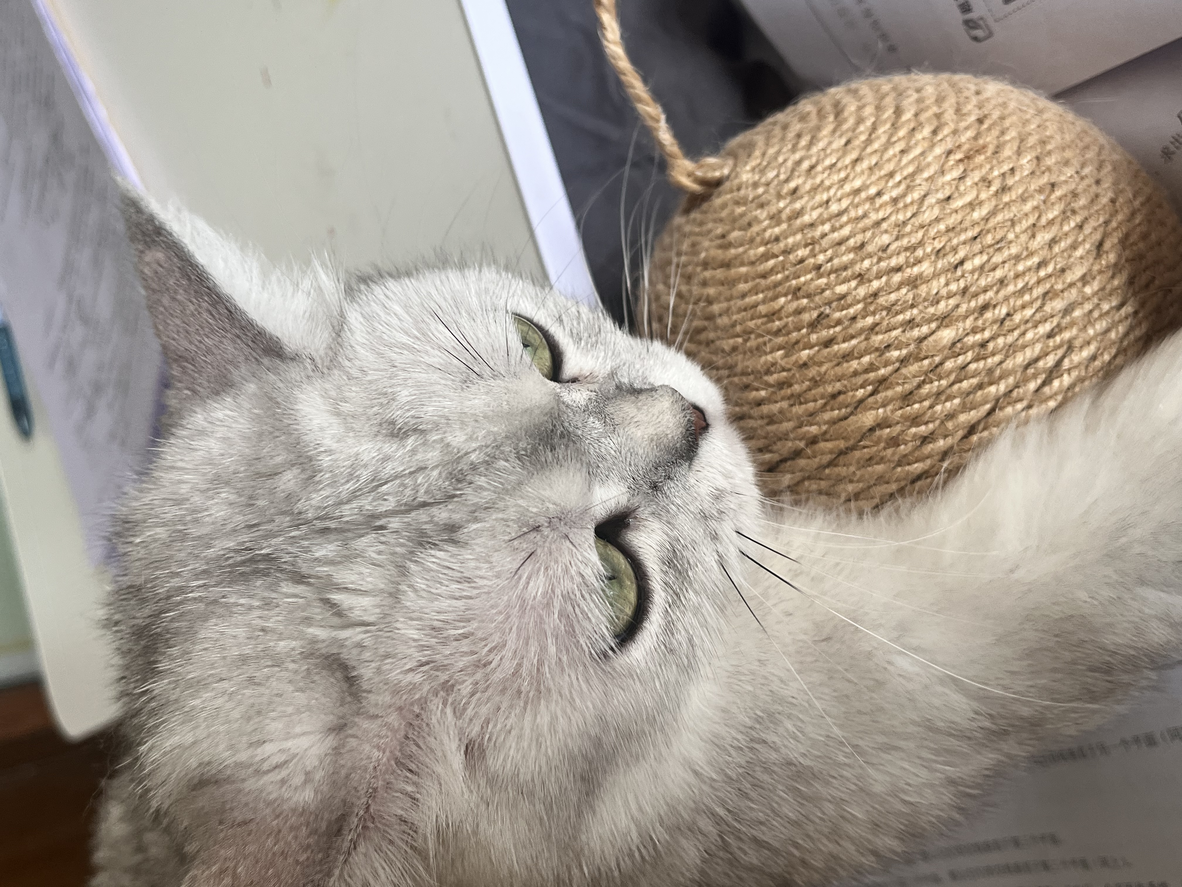 HELLOJOY猫玩具剑麻球超大号猫咪自嗨解闷神器耐咬球逗猫玩具 米色12CM 实拍图
