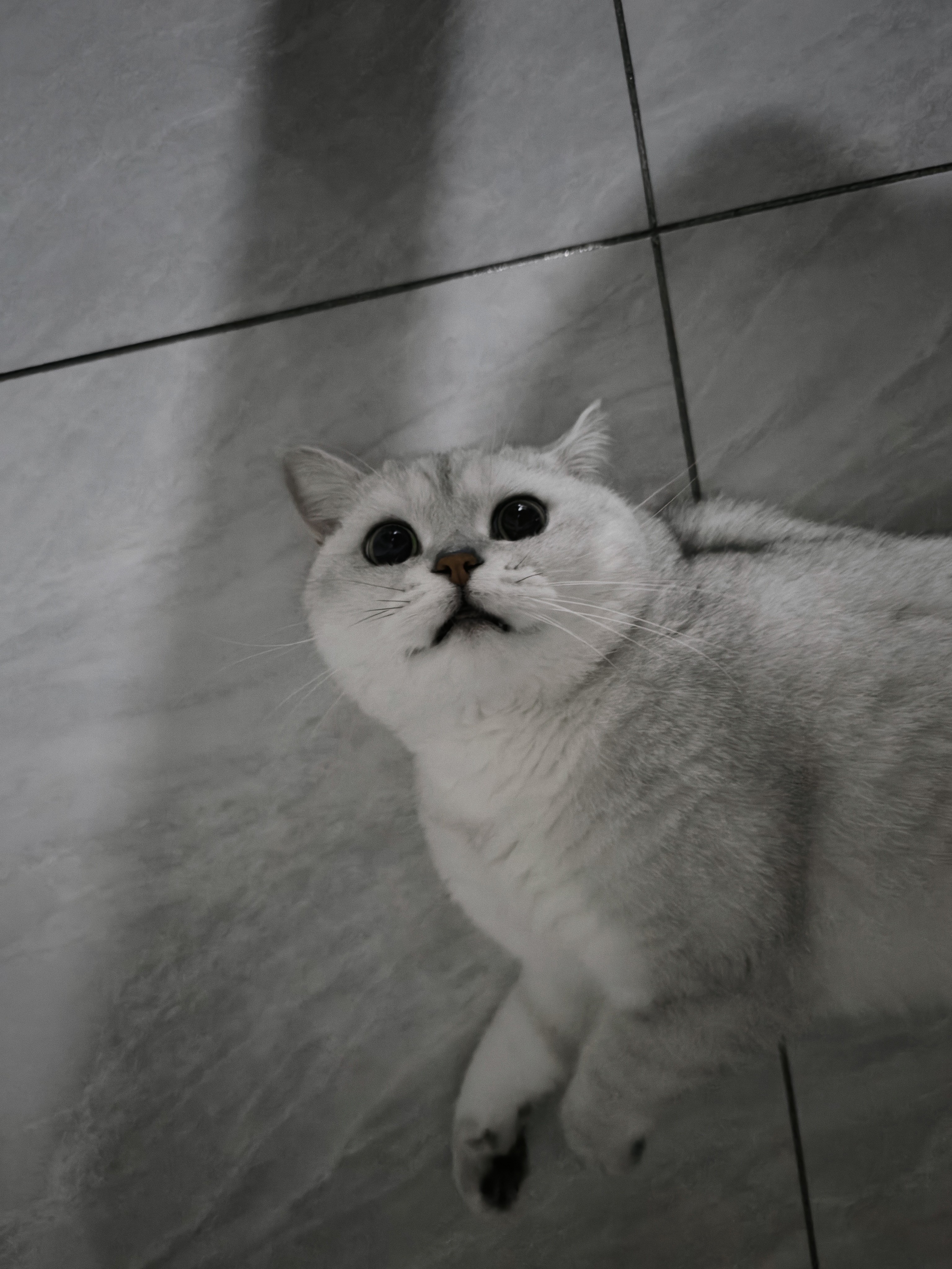 BOTH 羊奶鱼油 猫布丁 猫湿粮 幼猫成猫 猫奶酪 50粒(1大桶） 实拍图