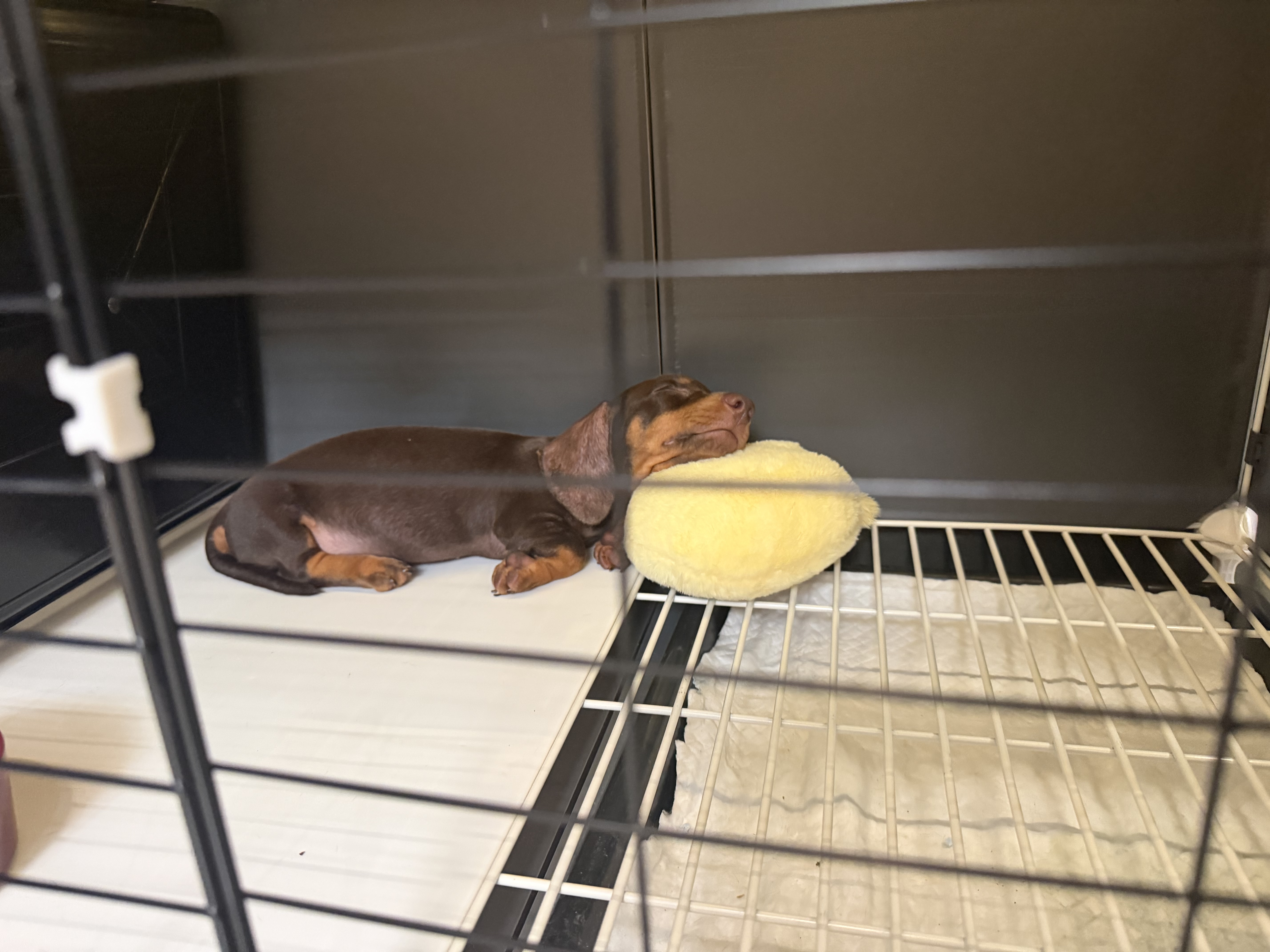 蔻丝狗笼子小型犬带厕所清洁球狗窝一室一厅一卫豪华别墅室内家用自营 实拍图