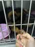 蒂瑞科纯种德牧幼犬弓背黑背德国牧羊犬活体大型狼狗猎犬宠物狗 血统级 实拍图