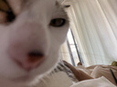 麦富迪猫粮 barf霸弗天然猫粮冻干生骨肉高蛋白成猫粮养胃增肌牛肉5.4kg 实拍图