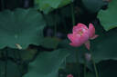 松下24-60mm F2.8全画幅微单相机标准变焦镜头（Panasonic）（S-E2460GK）L卡口 风景 肖像 特写 实拍图