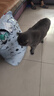 凯锐思英短猫粮专用蓝猫幼猫成猫深海鱼鱼肉猫食天然粮 英短2kg*5 实拍图