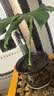 营养土养花种菜土壤有机兰花植物盆栽种植椰砖土 【推荐】营养土20斤（混入多菌灵 实拍图