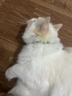 HELLOJOY猫咪驱虫项圈狗狗猫宠物狗猫圈除跳蚤猫猫幼猫小猫小狗体外去跳蚤 晒单实拍图