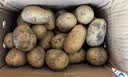 稀壤恩施小土豆高山黄心马铃薯新鲜蔬菜黄皮洋芋净重2.5kg 大号2.5kg 实拍图