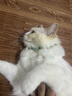 HELLOJOY猫咪驱虫项圈狗狗猫宠物狗猫圈除跳蚤猫猫幼猫小猫小狗体外去跳蚤 晒单实拍图