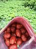 南同神州红枣无核免洗即食红枣去核即食食品 实拍图