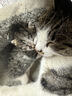 夸克猫粮 幼猫成猫英短美短蓝猫布偶全价通用全期猫咪主粮 经典猫粮牛肉味20斤丨送猫粮1斤 实拍图