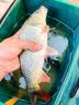 川泽轻口小碎目鲫鱼漂高灵敏纳米浮漂醒目浮标顿口防风浪抗走水鲤鱼漂 CA01-5细尾大鲫大鲤吃铅2.2克 实拍图