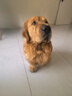 麦富迪狗粮 藻趣儿狗粮成犬粮牛肉螺旋藻 均衡营养7.5kg/15斤 实拍图