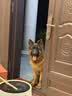 凯锐思 德牧狗粮大型犬粮专用幼犬成犬黑背警犬狼狗牧羊犬专用粮囤货装 【骨骼强健】德牧羊奶味40斤 实拍图
