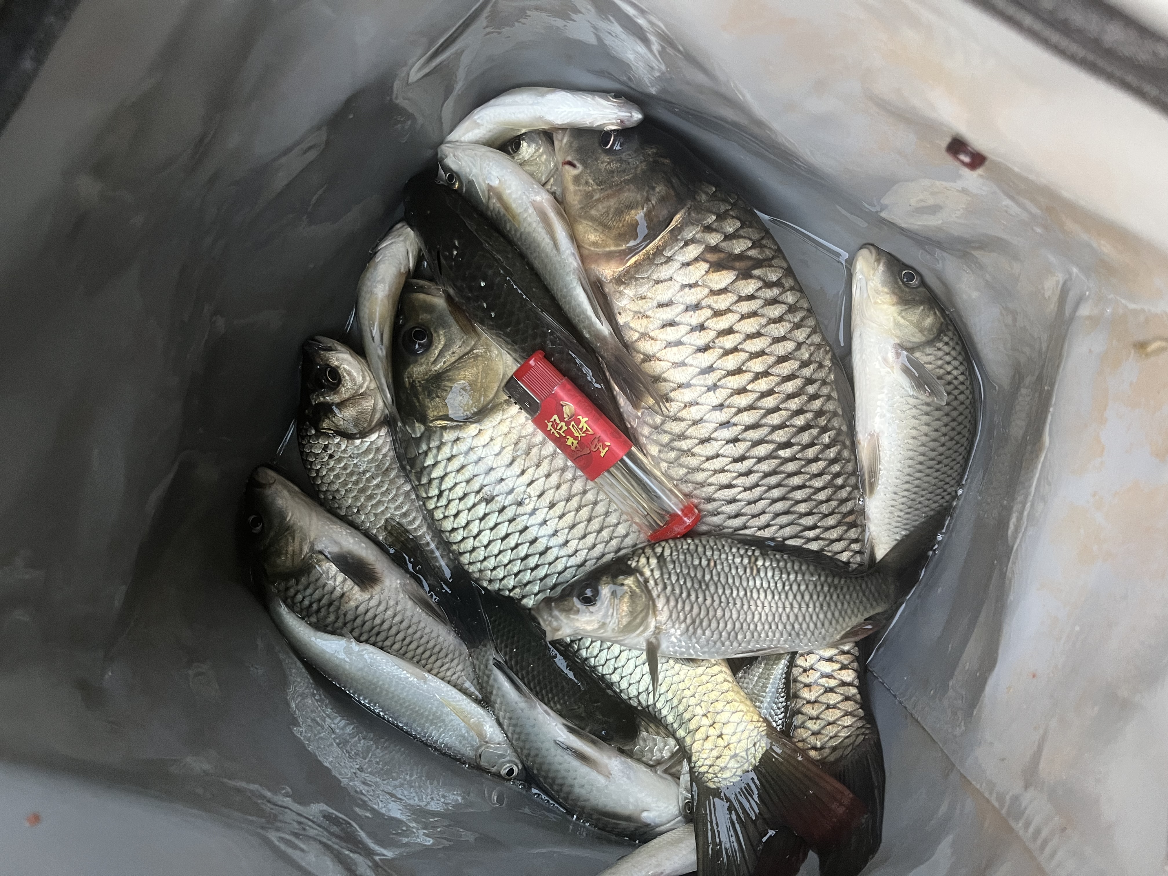 龙王恨鱼饵蓝鲫X5青春版腥香饵江河黑坑野钓鲫鲤草鳊鱼通杀综合钓鱼饵料 蓝鲫X5-香腥(300g/1包) 实拍图