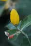 索尼（SONY）SEL100M28GM 全画幅F2.8大光圈微距G大师镜头( FE 100mm F2.8 Macro GM OSS 滤镜防护套装) 实拍图
