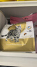 皇家猫粮 美短成猫粮 ASA31 通用粮 12月以上 2KG 实拍图