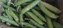 新鲜豌豆四川带壳青豆角水果甜豆荚农家蔬菜 新鲜青豌豆荚净重1斤 实拍图