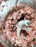 苏泊尔（SUPOR）绞肉机家用 绞馅机 碎肉机 电动多功能料理搅拌打肉饺子肉馅蒜蓉机JRJ02S-G200【价保618】 实拍图