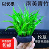 鱼缸水草造景淡水水草养鱼水草植物懒人真水草冷水水草坨草造景 （以长根）南美青竹坨2+营养草泥底座2 实拍图