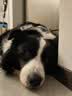 皇家狗粮 成犬狗粮 犬粮 宠物大型犬 GR26全价犬粮 ≥15月4KG 实拍图