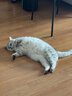 欢宠网猫咪牵引绳猫绳宠物防挣脱可调松紧背心式专用溜遛猫绳子外出用品 实拍图