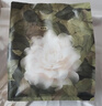 babycare山茶花高腰一次性内裤女孕妇产后大码产妇旅行月子免洗 XXXL码4条 实拍图