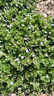 Smorss【2片装】适用荣耀50钢化膜华为nova9/nova8/V40轻奢版手机膜曲面全屏膜hi高清防摔淡指纹保护膜 实拍图