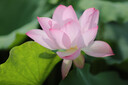 佳能（Canon）5D4 全画幅单反相机 4K高清视频拍摄 高清人像风景拍摄 佳能复古旗舰数码相机  佳能5d4 机身 实拍图