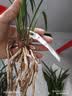 华香园春兰老八种【宋梅】兰花苗浓香型养兰入门室内耐阴绿植花卉 宋梅 1棵5苗 不带花苞 裸根发货 实拍图