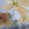 爱已装糖仿真花假花假绿植花瓶插花diy花束塑料花客厅摆件装饰花格桑花1束 实拍图