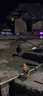 雪莱特黑光诱虫灯鱼塘农用黑光灯养殖场紫光诱虫灯泡养蛙抓知了蝉带灯罩 18W黑光诱虫灯+防水灯罩 实拍图