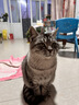 伟嘉成猫猫粮 夹心粮10kg牛肉味全价猫粮 实拍图