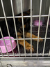 蒂瑞科纯种德牧幼犬弓背黑背德国牧羊犬活体大型狼狗猎犬宠物狗 血统级 实拍图