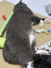 阿飞和巴弟厚乳全价主食罐成猫幼猫通用湿粮罐头50g*6罐 实拍图