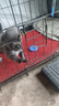新宠之康 宠物羊奶粉400g狗狗猫咪成幼犬猫泰迪金毛羊奶粉营养补充 实拍图