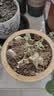 进口大花带花苞天竺葵花苗重瓣花卉庭院阳台四季开花不断盆栽花卉 中国红1盆+少女粉1盆】包对版+原土盆+肥米 带盆栽25~35厘米 实拍图