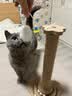 HELLOJOY猫抓柱剑麻猫抓板猫玩具耐抓耐磨不掉屑猫爬架立式自嗨解闷用品 实拍图