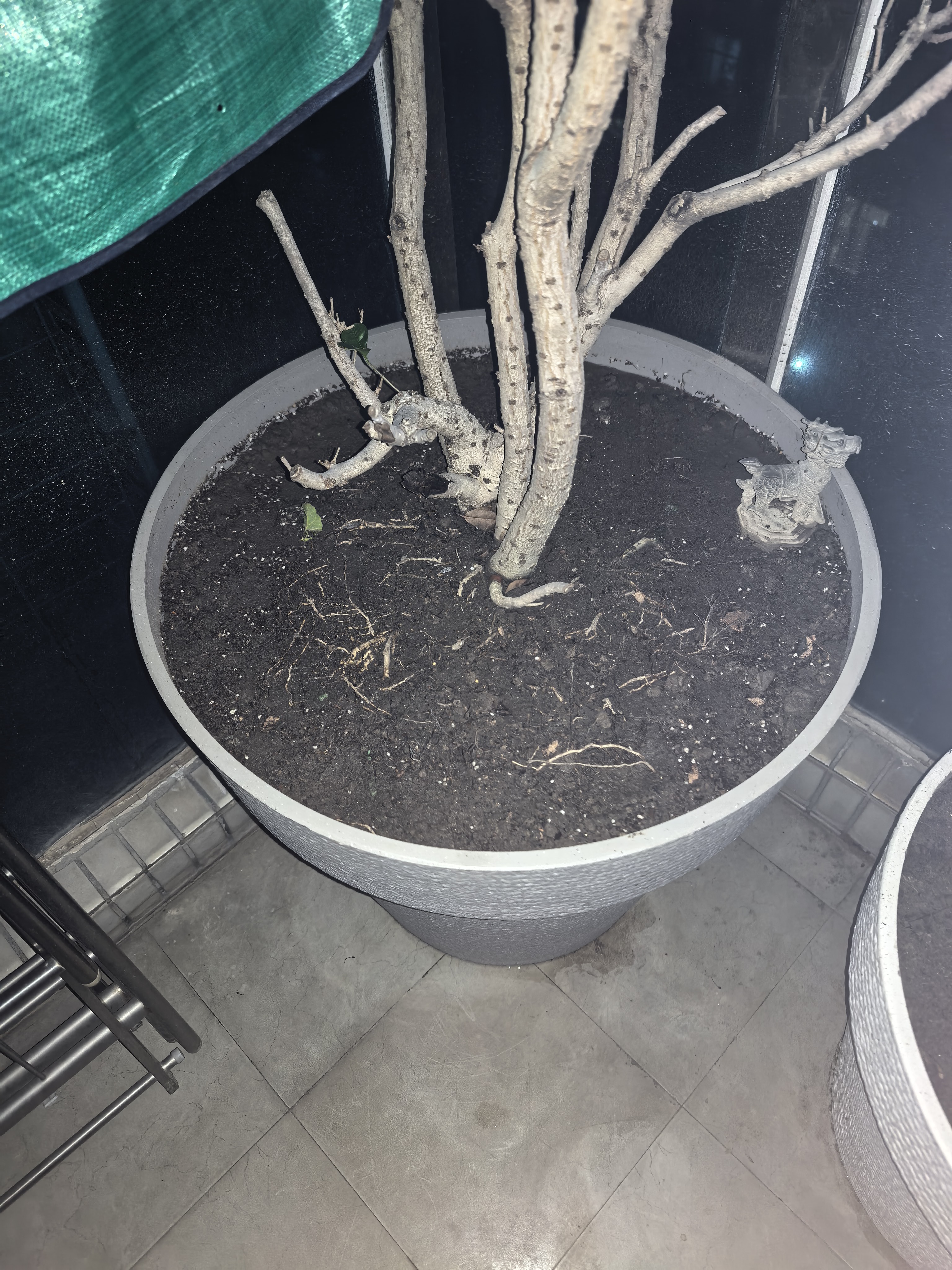 绿盼 大号颗粒陶粒5L花用垫底花盆保水园艺养花基质铺面回填填充材料 实拍图