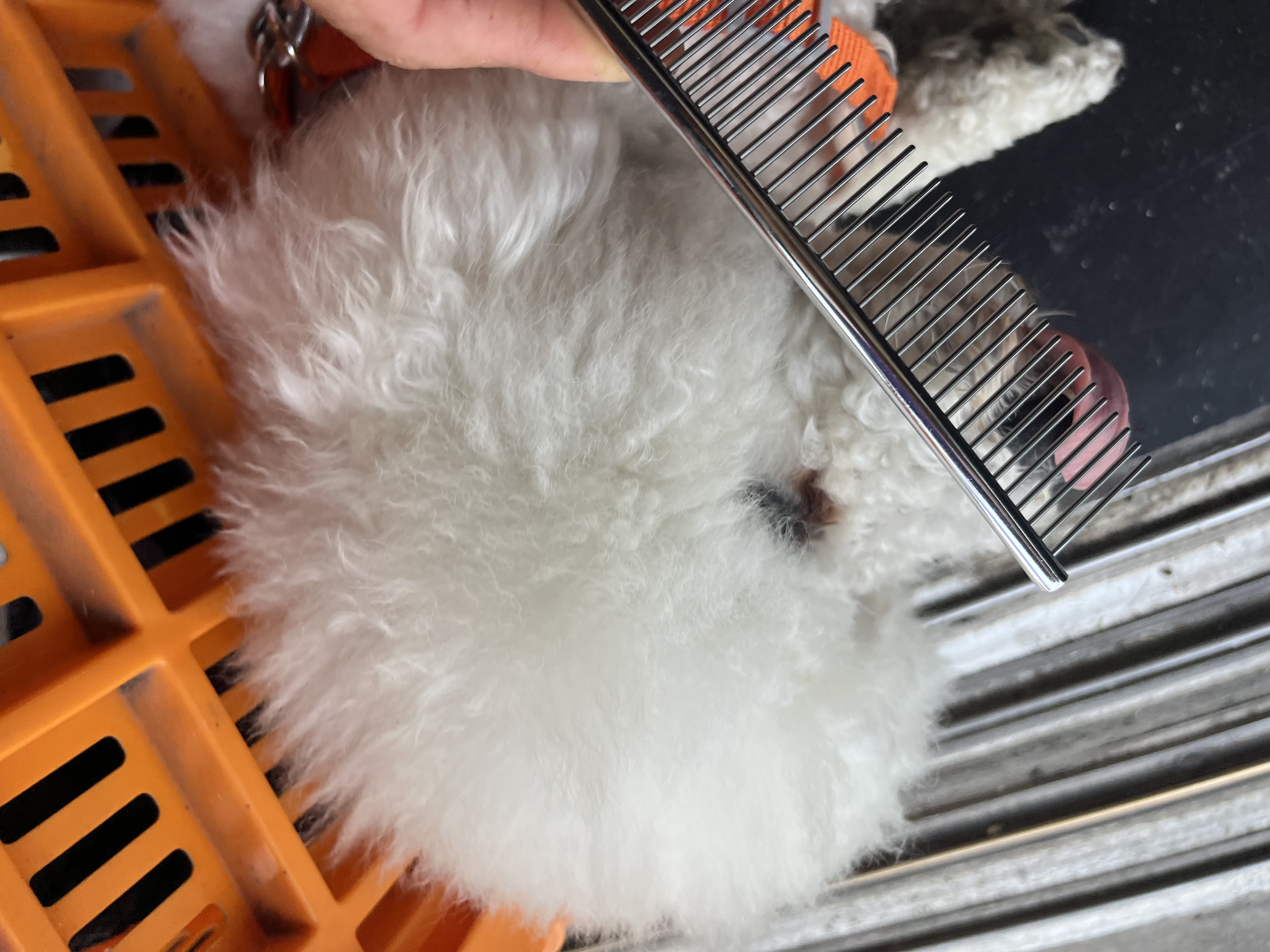 HELLOJOY宠物猫咪狗狗排梳猫梳子宠物去浮毛开结钢梳布偶长毛猫专用猫毛梳 实拍图