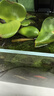 鱼呼吸鱼缸换水神器清洗吸便器抽水洗沙器手动自吸水管手捏非电动虹吸管 多功能小缸换水器【适合10-40cm缸用】 晒单实拍图