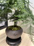 幼薇文竹盆栽植物室内绿化四季迷你办公室绿植摆件桌面好养创意小盆景 文竹+舍得小紫砂盆+圆形底盘 带盆栽好 实拍图