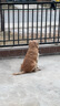 皇家狗粮 成犬狗粮 犬粮 宠物大型犬 GR26全价犬粮≥15月15KG 实拍图