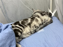 K9 Natural羊心帝王鲑100g生骨肉主食冻干猫粮成猫幼猫通用 新西兰原装进口 实拍图